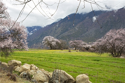 野桃花观赏圣地索松村