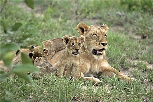 狮子,豹,雌狮,南非