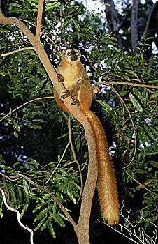 褐色,狐猴,树上,马达加斯加