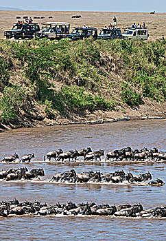 游客,看,柱子,角马,马拉河,迁徙,塞伦盖蒂国家公园,坦桑尼亚北部,马赛马拉国家保护区
