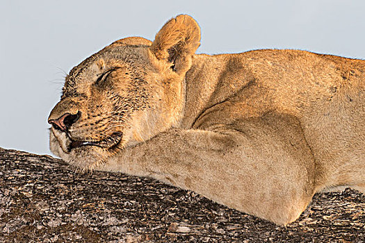 雌狮,狮子,睡觉,树,南卢安瓜国家公园,赞比亚,非洲