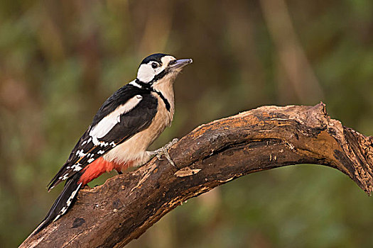 大斑啄木鸟,雌性,死,木头,黑森州,德国,欧洲