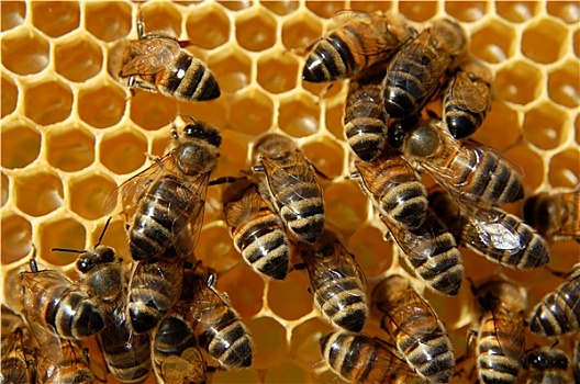 蜜蜂,蜂窝,吃,蜂蜜