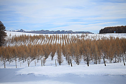 天山雪岭云杉