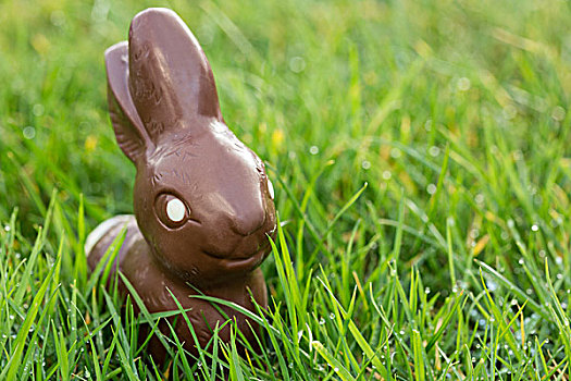 巧克力兔,草,阳光