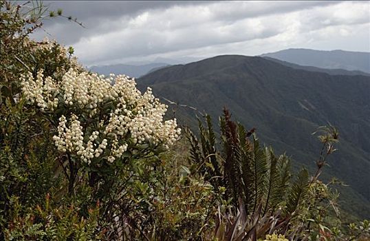 植物,杜鹃花科,花,国家公园,安迪斯山脉,厄瓜多尔,南美