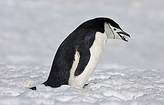 企鹅,成年,吃,雪,南极