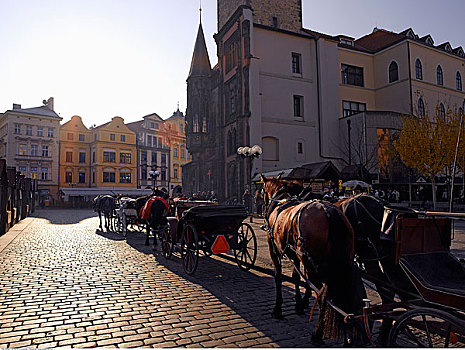 马,马车,鹅卵石,老城广场,布拉格