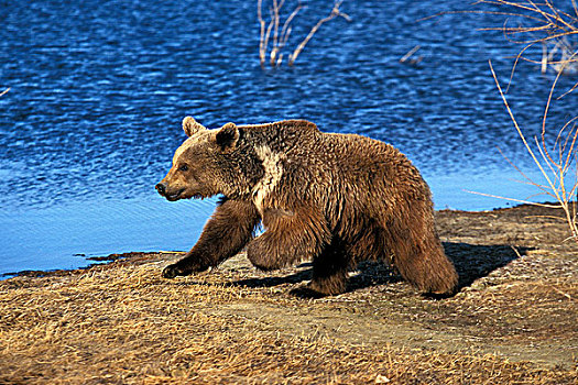 大灰熊,棕熊,成年,跑,旁侧,湖,阿拉斯加