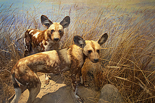 两个,鬣狗,草,旧金山,加利福尼亚,美国