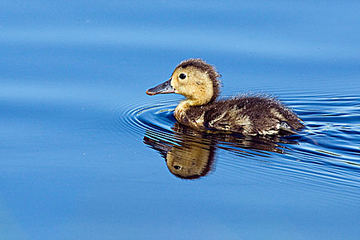 幼禽,游泳,外皮,国家公园,荷兰