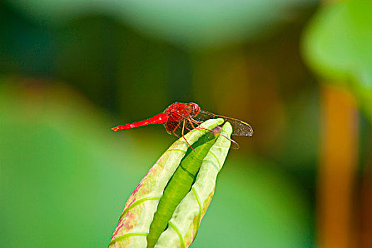 蜻蜓,昆虫,翅膀,安静,池塘
