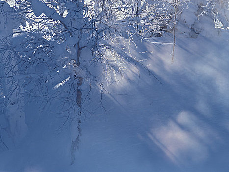 霜,树