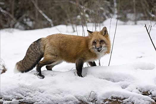 红狐,雪中