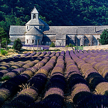 排,花,薰衣草,12世纪,普罗旺斯,法国