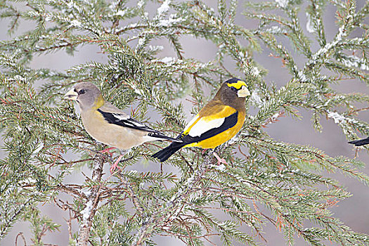 雄性,雌性,栖息,树,阿尔冈金省立公园,安大略省,加拿大,浅色,黄色,黑白