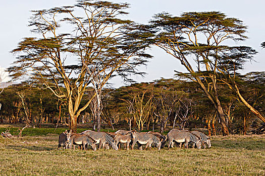斑马,细纹斑马,牧群,放牧,青草,多年生植物,沼泽,莱瓦野生动物保护区,北方,肯尼亚