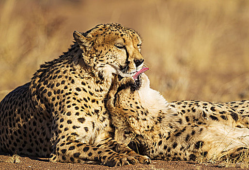 印度豹,猎豹,两个,兄弟,打理,俘获,纳米比亚,非洲
