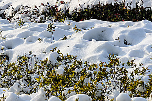被雪覆盖的灌木