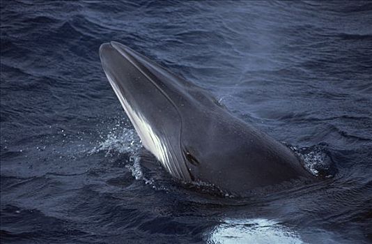 矮小,小须鲸,西澳大利亚