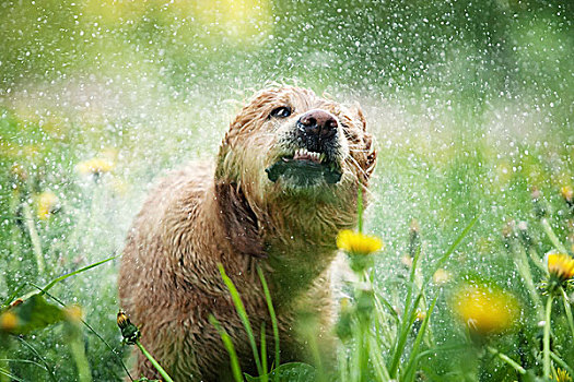 湿,金毛猎犬,母狗,抖动,草地,蒲公英,头像,巴登符腾堡,德国,欧洲