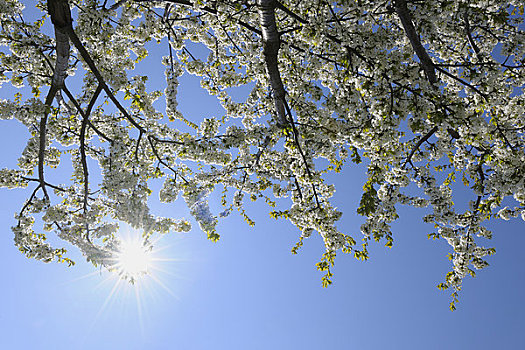 盛开,樱桃树,奥登瓦尔德,黑森州,德国
