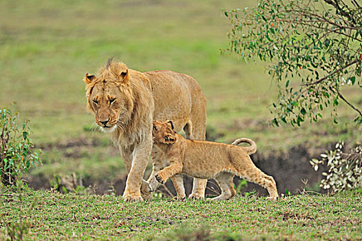 雌狮,幼兽,湿地,自豪,狮子,马赛马拉国家保护区,肯尼亚,非洲