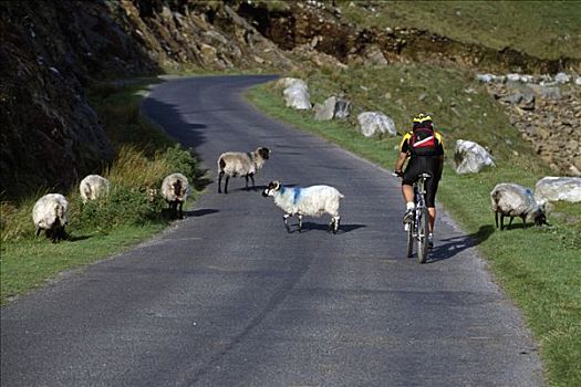 骑车,绵羊,道路,爱尔兰