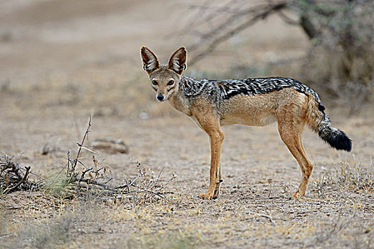黑背狐狼,黑背豺,成年,萨布鲁国家公园,肯尼亚,非洲