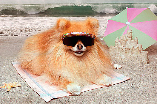 博美狗,狗,戴着,墨镜,躺着,毛巾,海滩,沙堡,伞,背景