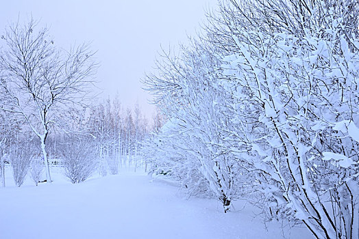 雪景