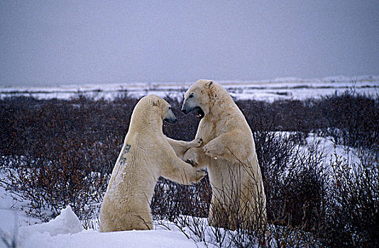 北极熊,丘吉尔市,曼尼托巴,加拿大