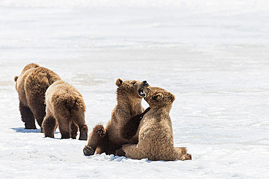 棕熊,家族,雪地,堪察加半岛,俄罗斯,欧洲
