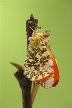 红襟粉蝶,蝴蝶,蜕变,荷兰