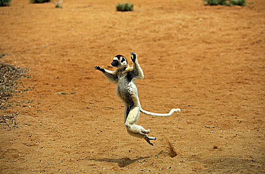 马达加斯加狐猴,维氏冕狐猴,成年,蹦跳,打开,翻开,盛开,张嘴,地面,贝伦提保护区,马达加斯加
