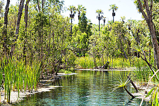 澳大利亚,河,棕榈树,湖,自然