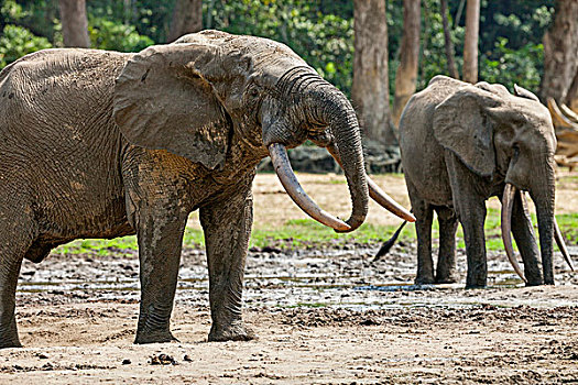 中非共和国,两个,雄性动物,树林,大象