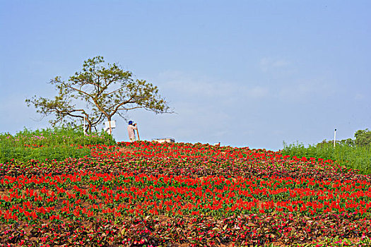 紫薇花