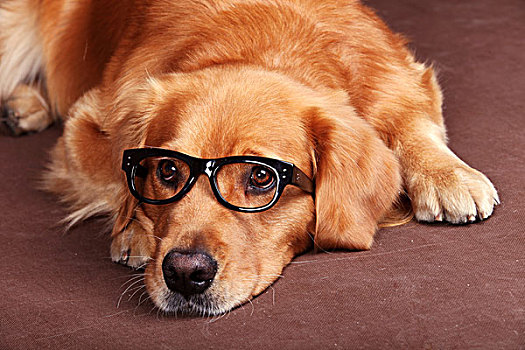 寵物金毛犬