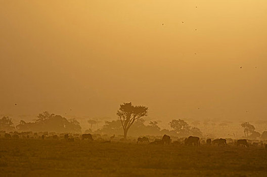 角马,日落,马赛马拉,肯尼亚
