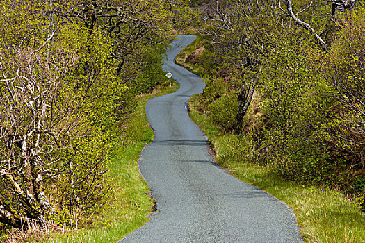一个,道路,弯曲,乡村,春天,斯凯岛,苏格兰,英国