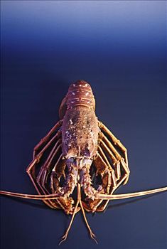 大螯虾,尾部,卷
