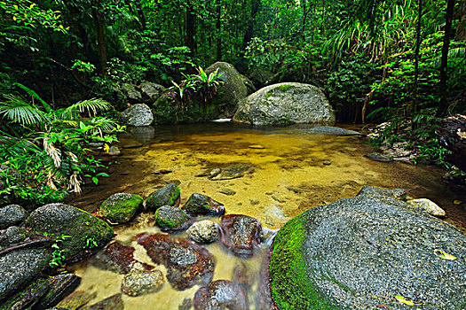 溪流,雨林,峡谷,国家公园,昆士兰,澳大利亚
