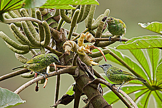 斑点,唐纳雀,栖息,枝条,靠近,国家公园,东南部,厄瓜多尔