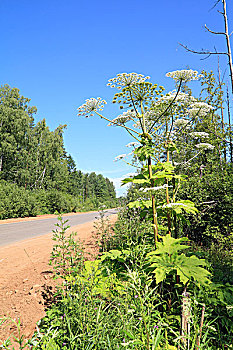 高,猪草,靠近,乡村道路