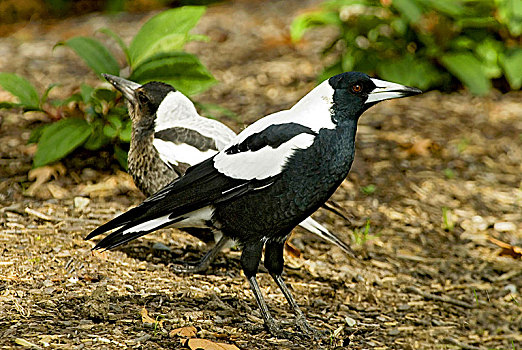 澳大利亚,喜鹊,黑白,雀形目鸟,南方,新几内亚,新西兰