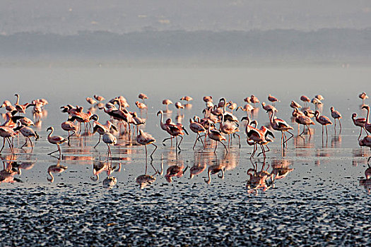 火烈鸟,早,模糊,早晨,纳库鲁湖国家公园,肯尼亚,非洲