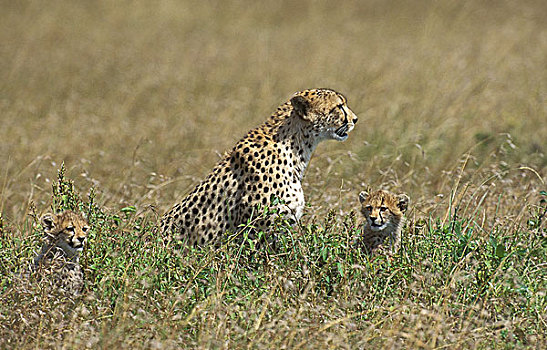 印度豹,猎豹,母兽,幼兽,站立,高草,肯尼亚