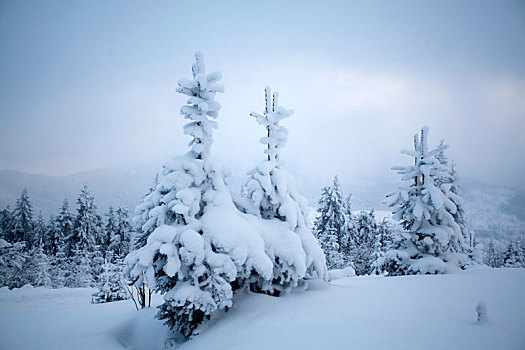 积雪,树,山