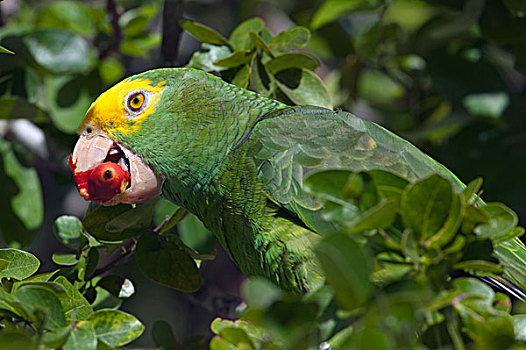 亚马逊河鹦鹉,水果,伯利兹